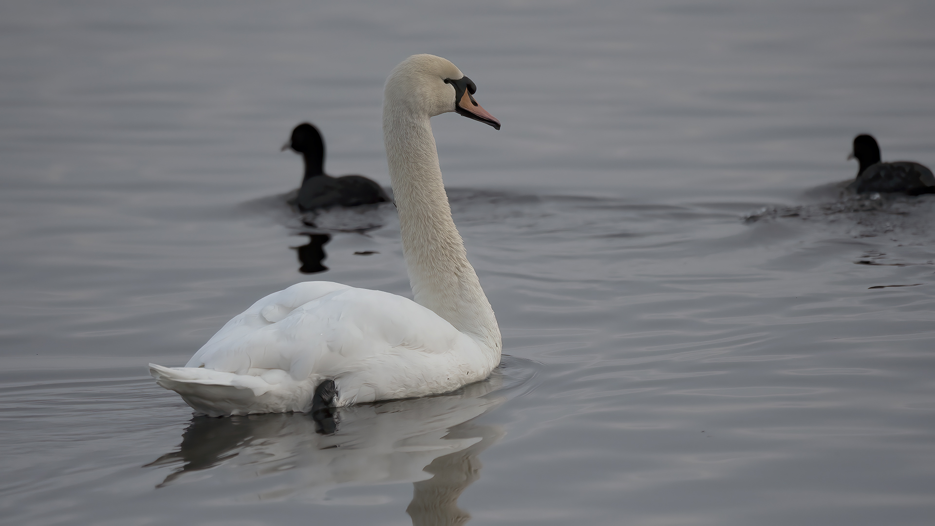 Mute Swan